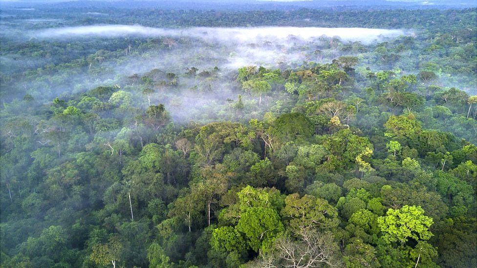 Image caption, The Amazon rainforest is home to one in 10 known species on Earth