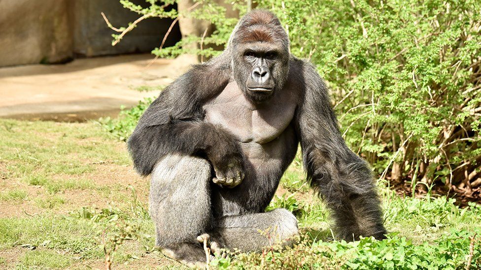 Эта, смеем сказать, культовая фотография гориллы Харамбе была продана как NFT