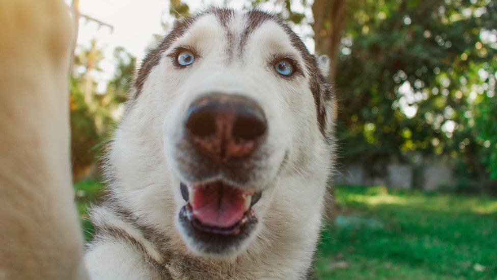 Приложение Google находит домашних животных-двойников 1 121483459 petportraitsgettyimages 1205315613