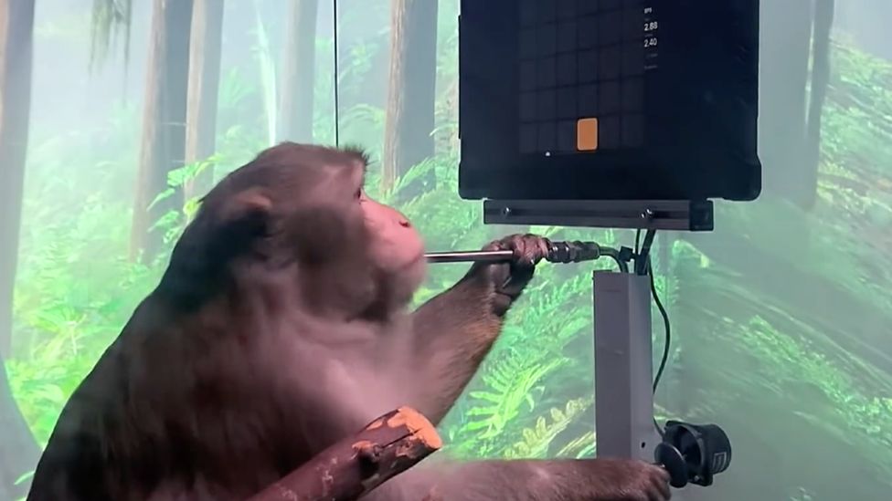 В 2021 году компания Neuralink показала обезьянку Пейджер, играющую в понг с помощью джойстика и получающую в награду смузи через металлическую соломинку.