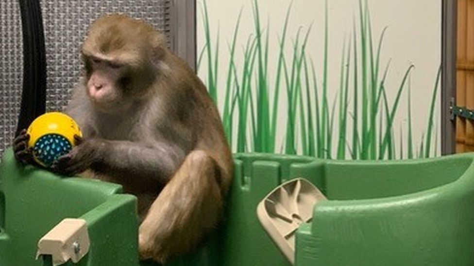 , The Neuralink blog shows monkeys playing with toys