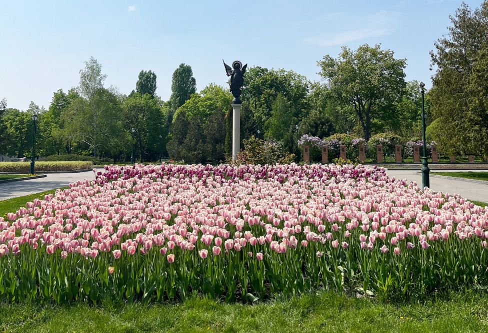 Цветение тюльпанов в парке в центре Харькова, май 2022 года
