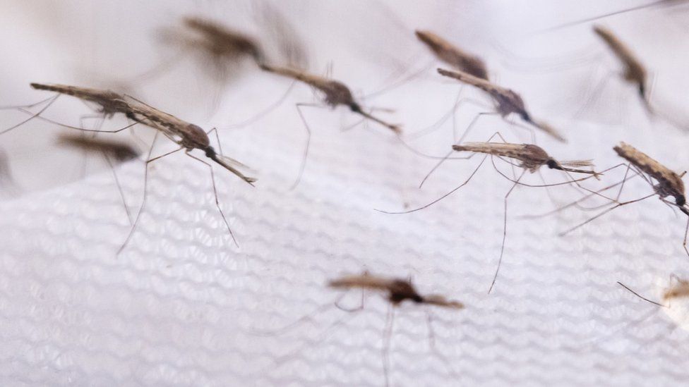 Исследовательская группа Target Malaria тестирует генные приводы на малярийных комарах в лабораториях