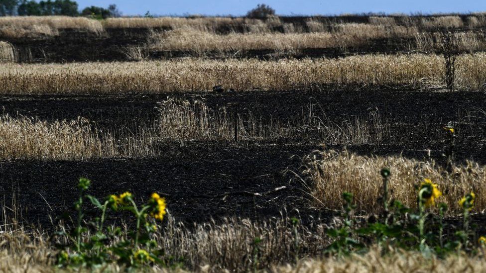 Владельцев малых и средних хозяйств в оккупированных районах Украины заставляют продавать семена подсолнечника по сниженной цене