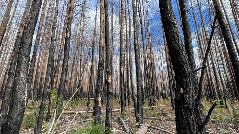 Russian shelling this year has devastated large tracts of pristine forest, driving out wildlife that has still not returned