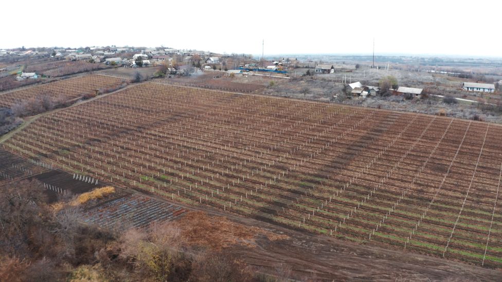 When Russia banned Moldovan wine, it almost killed off the Purcari vineyard close to Ukraine's border