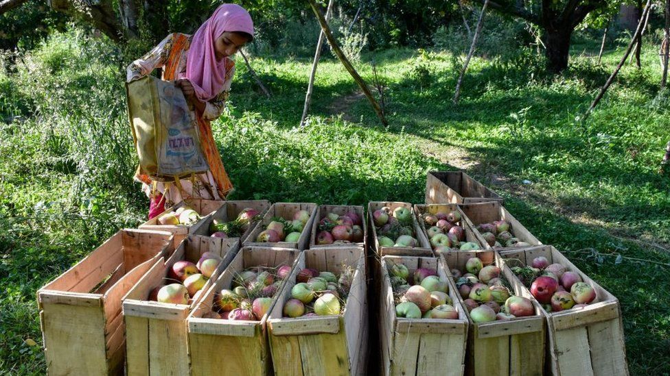The apple industry is one of the largest employment generators in Kashmir