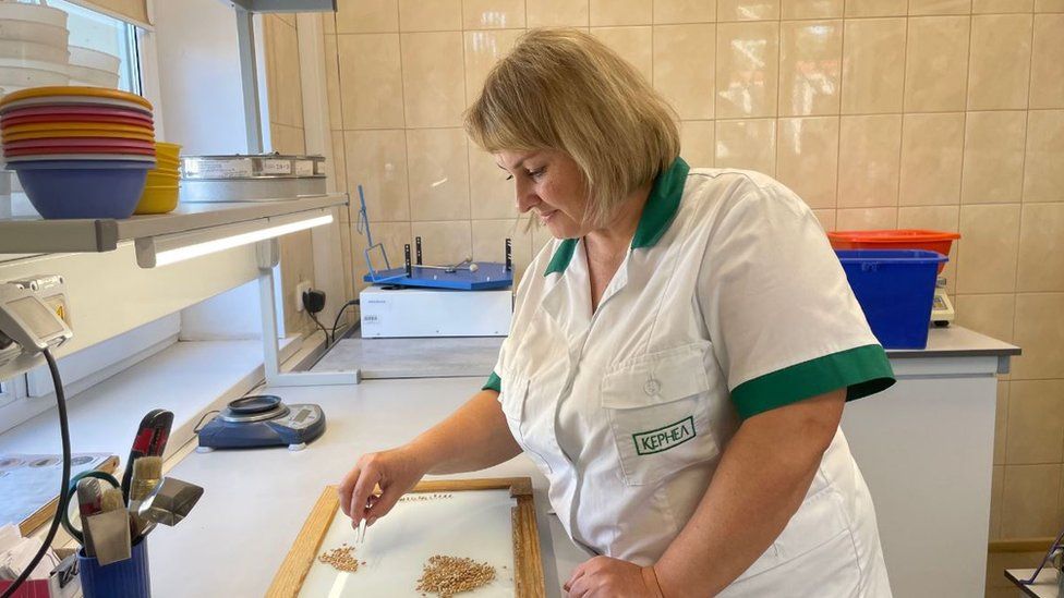Lab technicians like Yulia test Ukraine's grain once it has been harvested