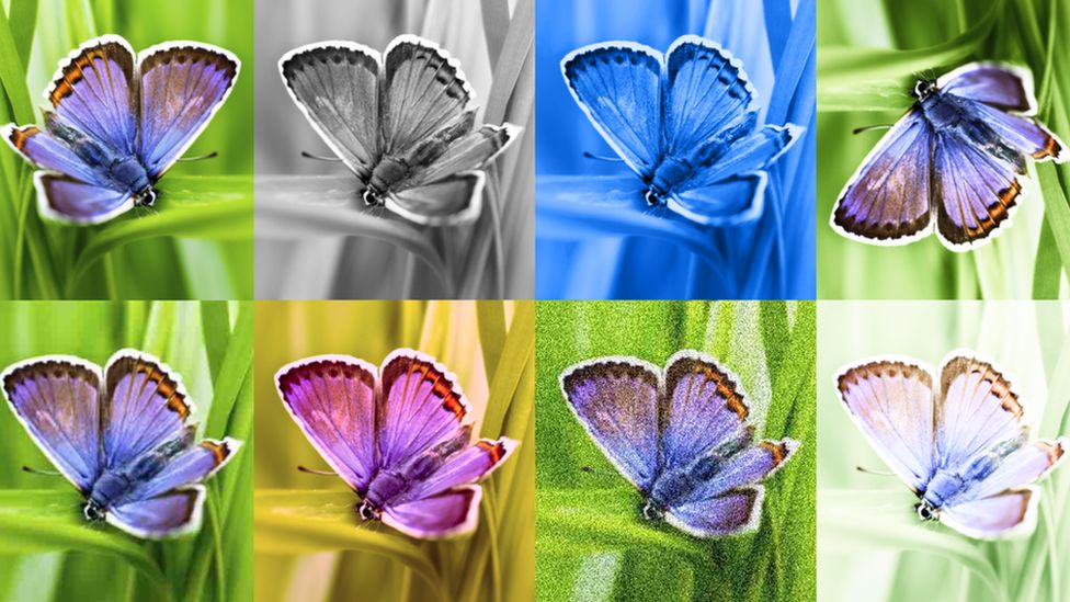 Photorealistic AI-generated pictures of butterflies in different colours