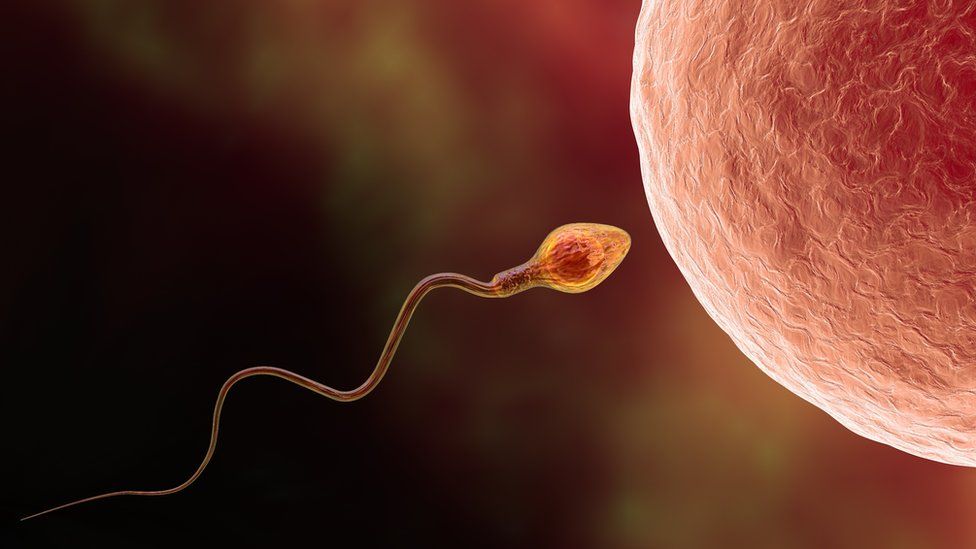 Sperm counts have declined by half over the past 40 years