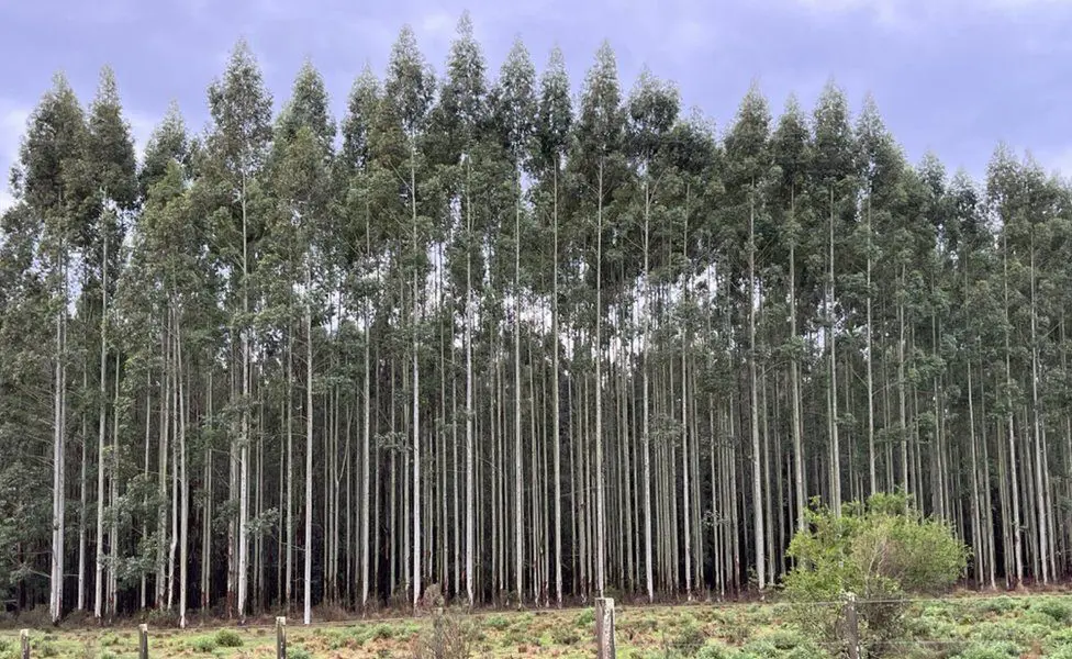 В Уругвае обширные плантации эвкалиптов и сосен