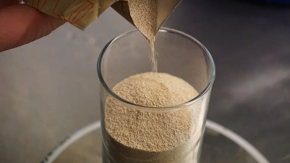 Дрожжи лежат в основе пивоварения, превращая сахара, содержащиеся в ячменном солоде и других зернах, в спирт