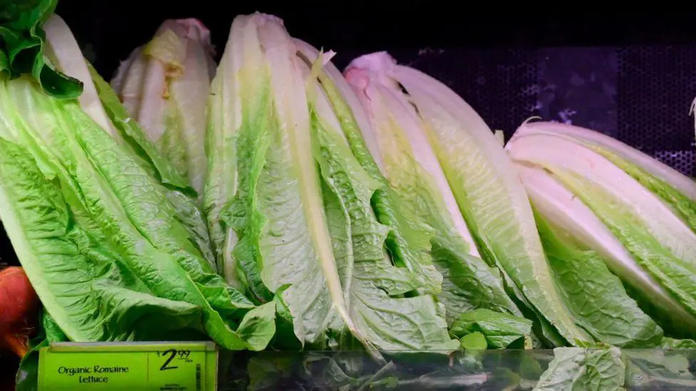 Загрязненный салат ромэн считается одной из основных причин пищевых отравлений