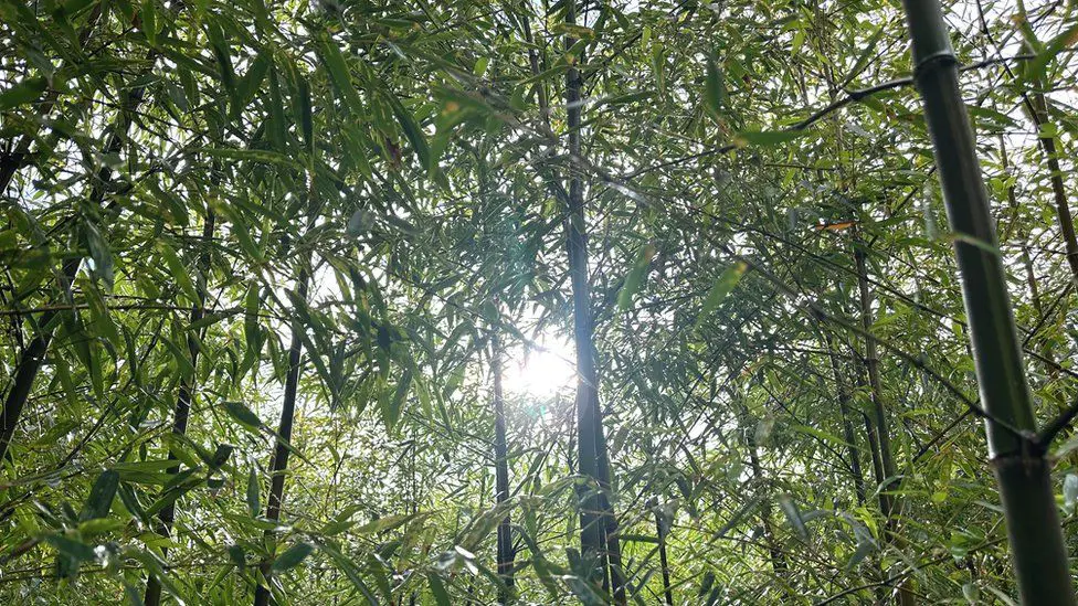 У BambooLogic есть плантации в Португалии