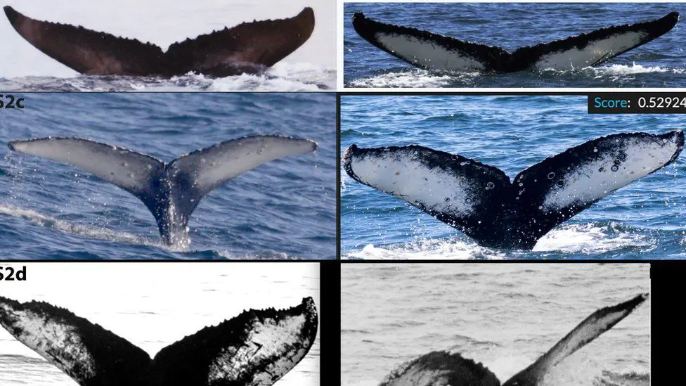 У каждого кита хвост уникальной формы с маркировкой