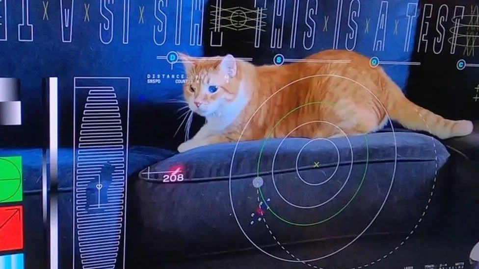 На изображении показано видео рыжего полосатого кота на диване с надписью «это тест». и другая графика, накладывающаяся на экран
