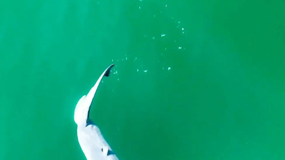 В воде за акулой остались белые хлопья