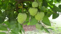 Появление фруктов, по вкусу напоминающих заварной крем.